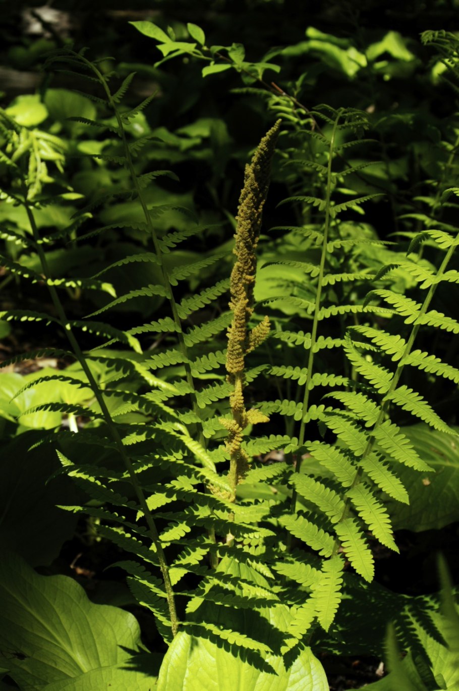 Чистоуст Королевский