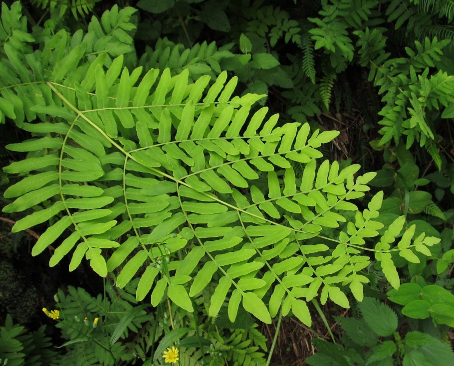 Osmunda regalis