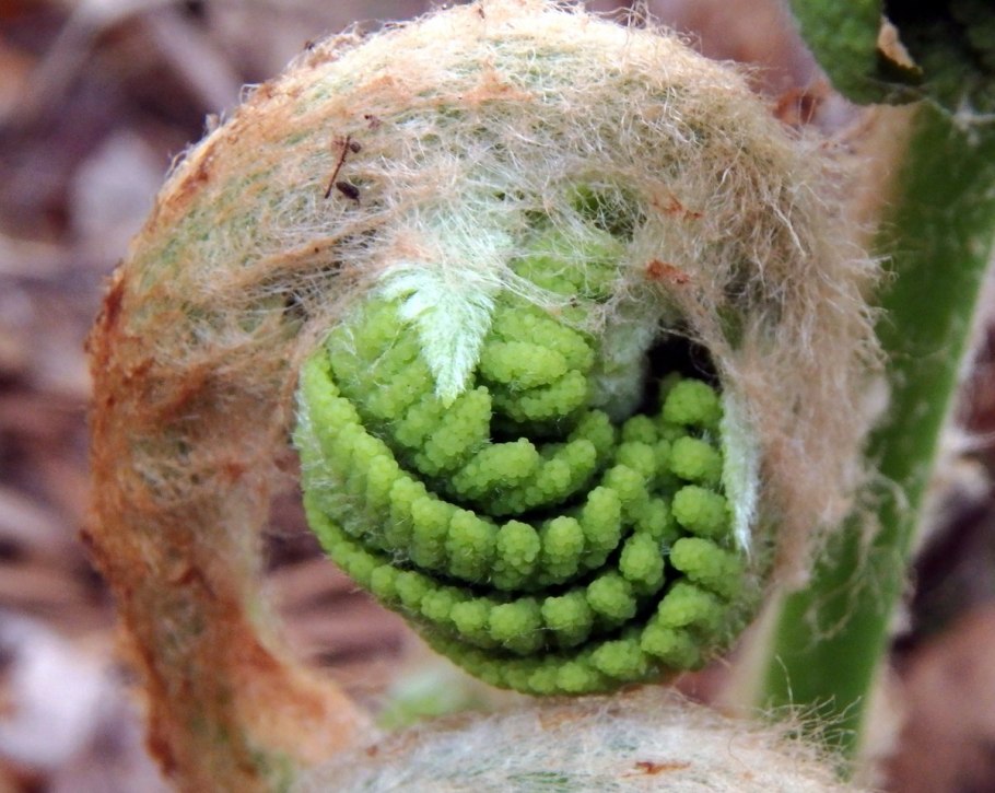 Папоротник Осмунда Королевская