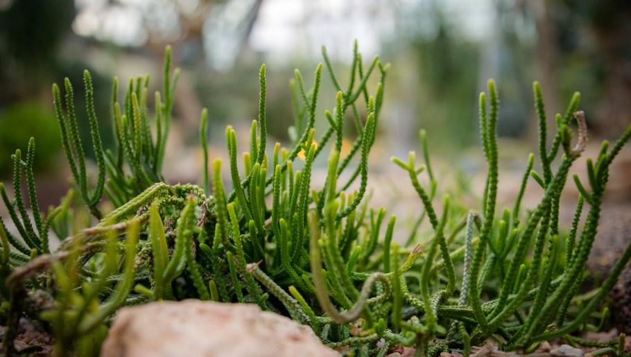 Плауновидная крассула