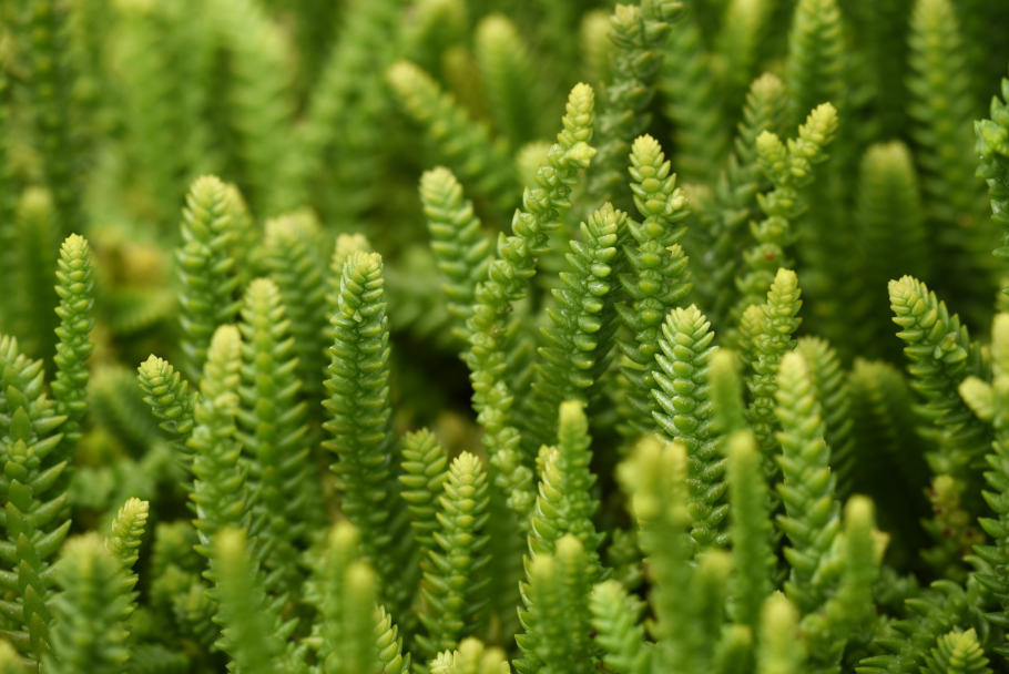 Плаун булавовидный