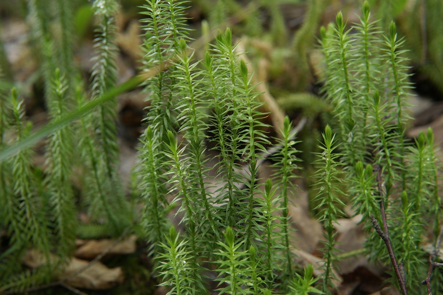 Плауна Lycopodium annotinum