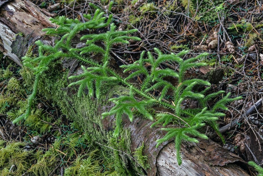 Lycopodium squarrosum