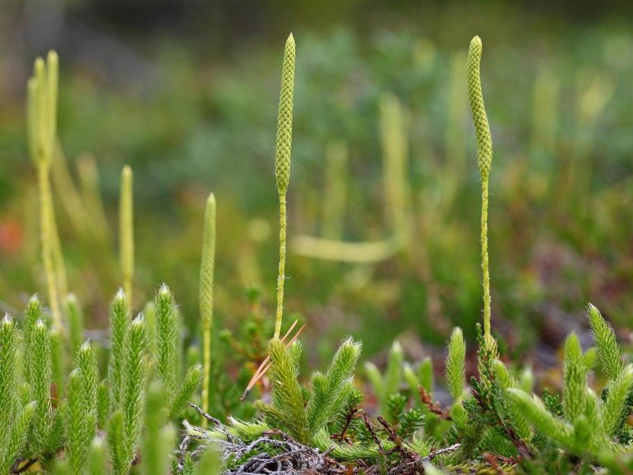 Плаун годичный( Lycopodium annotinum l.)