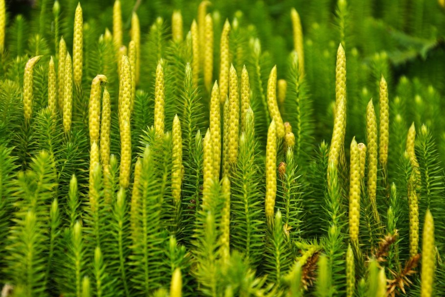 Плауна Lycopodium annotinum