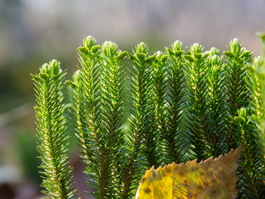 Плаун булавовидный (Lycopodium clavatum)