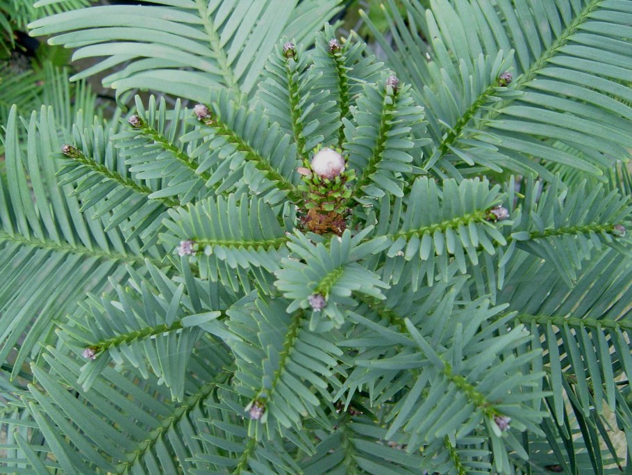 Хвойных Воллемий (Wollemia Nobilis).