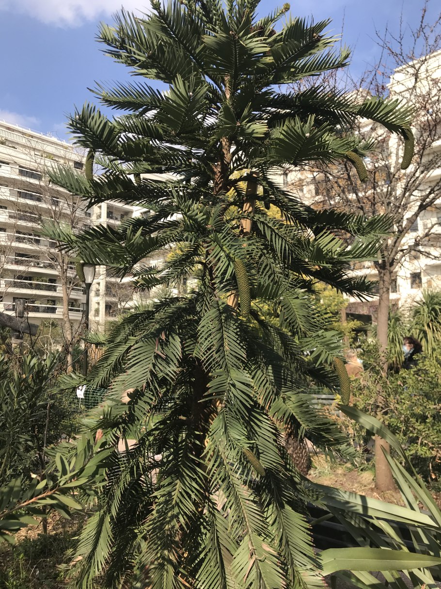 Wollemia Nobilis in Blue Mountains