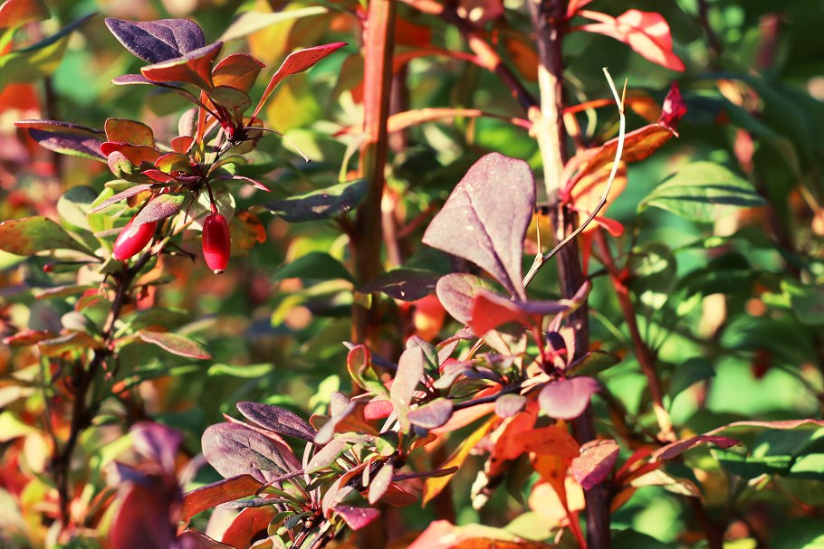 Барбарис плоды