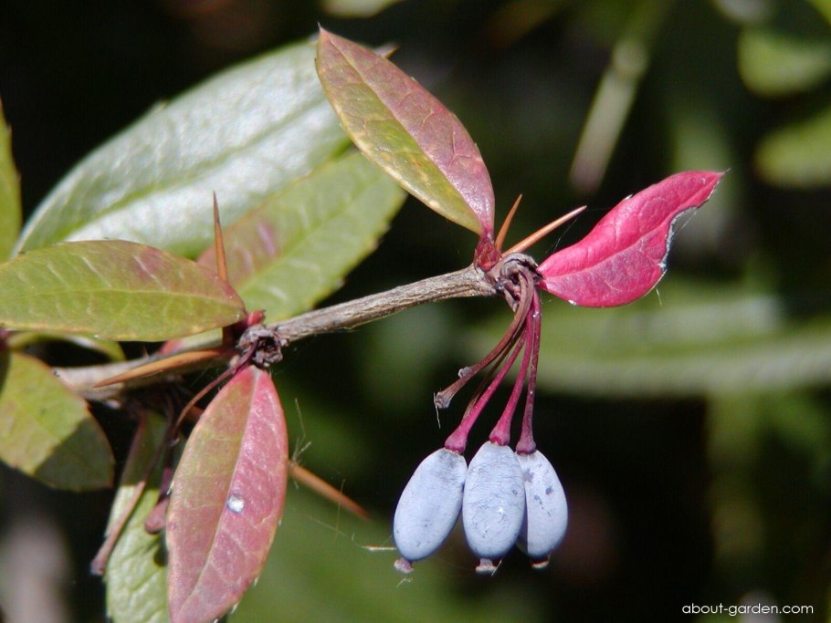 Барбарис Амурский ареал