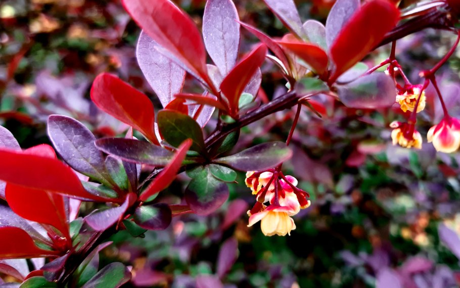 Барбарис продолговатый Berberis oblonga