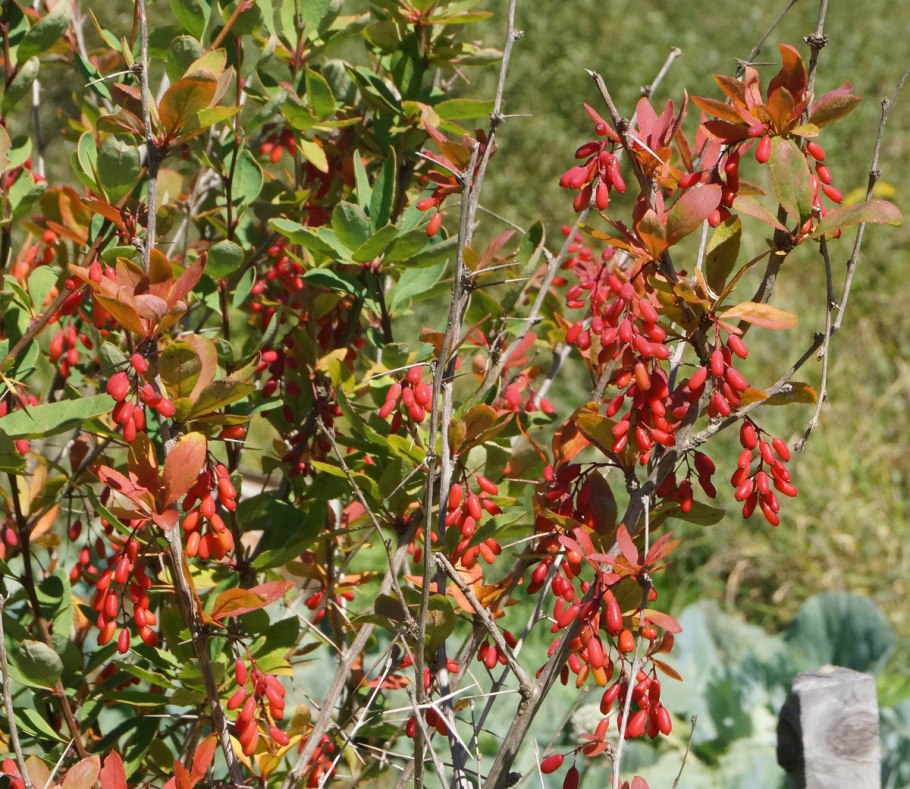 Berberis empetrifolia