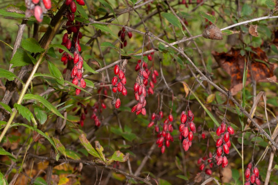 Барбарис обыкновенный berberis vulgaris
