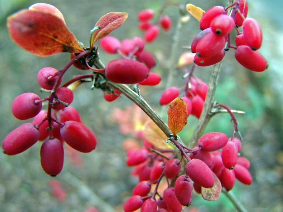 Berberis oblonga
