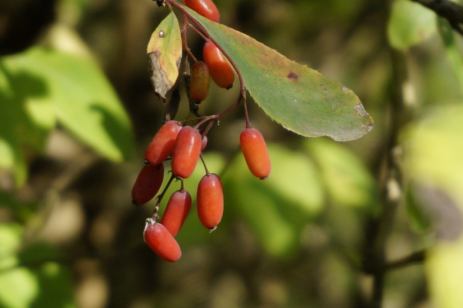 Барбарис обыкновенный Berberis vulgaris