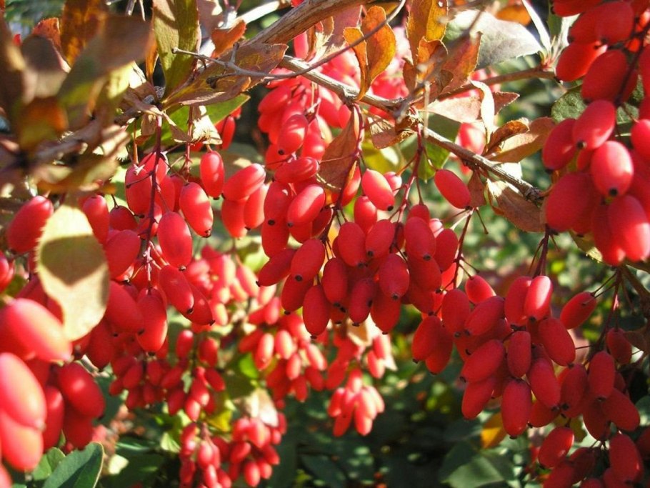 Барбарис (Berberis)