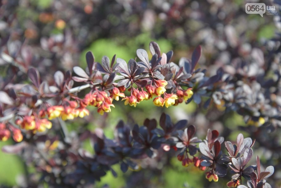 Барбарис Зибольда