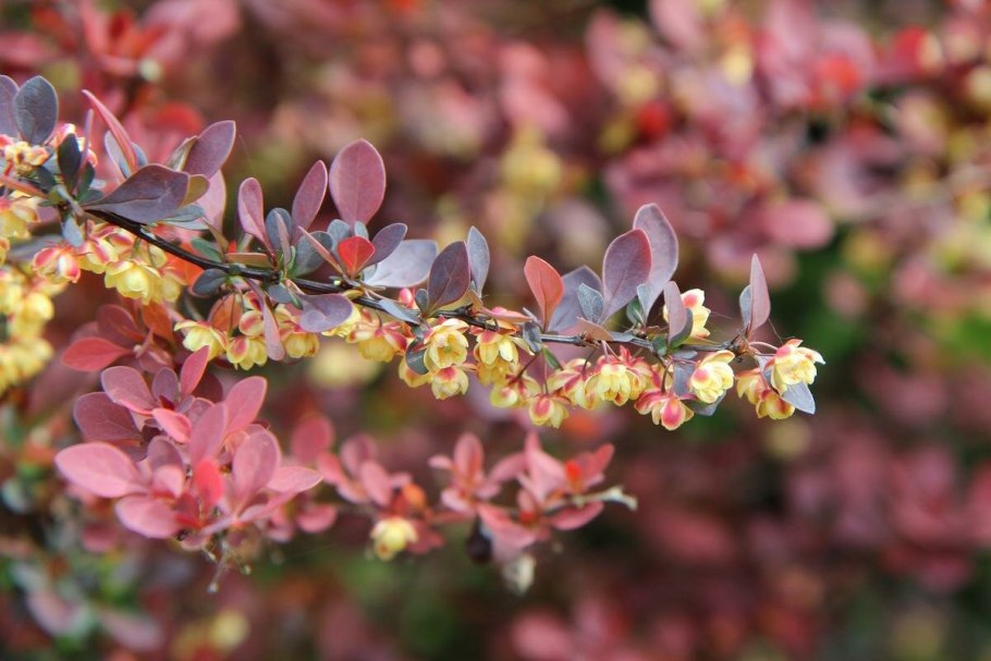 Барбарис дикий кустарник
