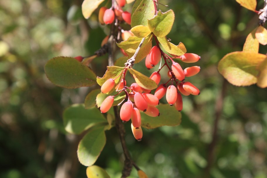 Барбарис обыкновенный кустарник
