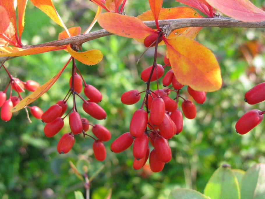 Барбарис Амурский (Berberis amurensis Rupr.)