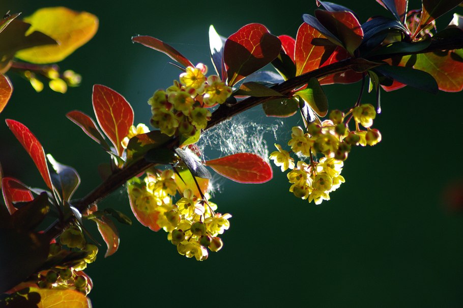 Барбарис обыкновенный цветение