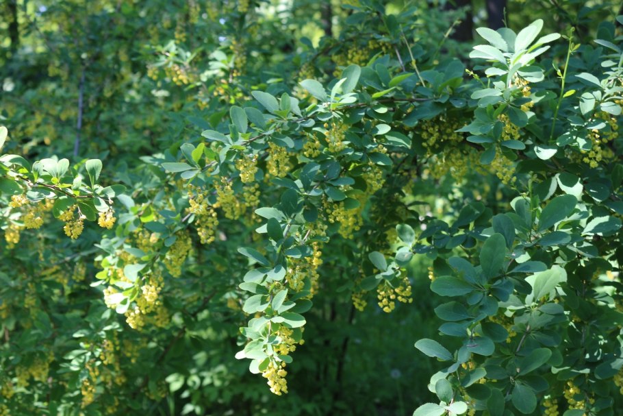 Барбарис обыкновенный кустарник