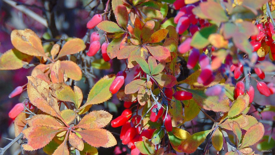 Berberis verruculosa