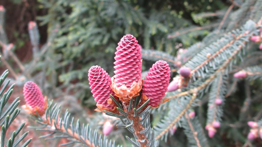 Picea likiangensis