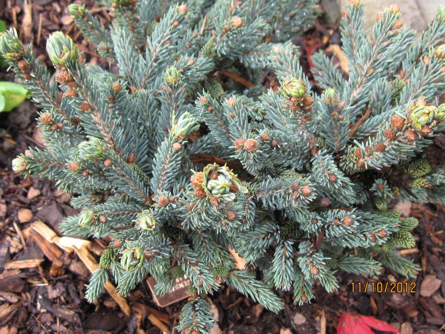 Picea likiangensis rubescens