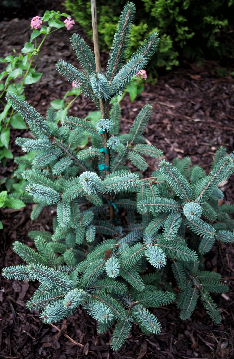Ель лицзянская (Picea likiangensis c3 40-60)