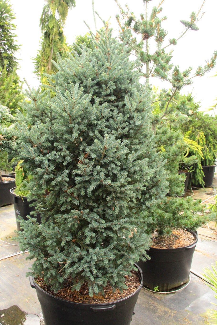 Ель обыкновенная Picea Excelsa