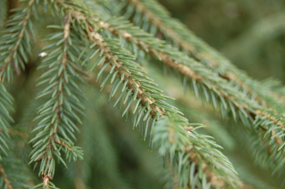 Ель обыкновенная Конка