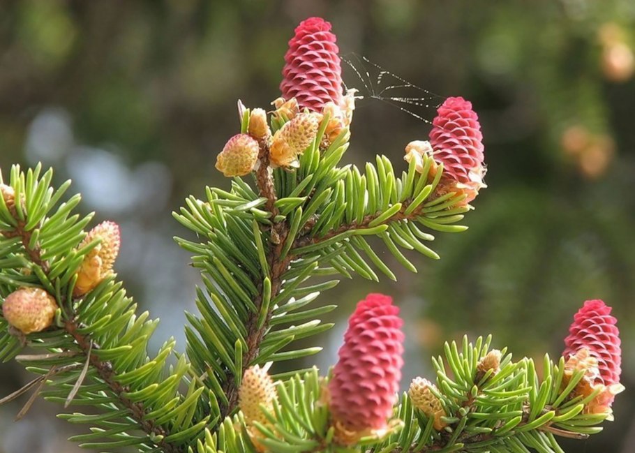 Picea Mariana Beissneri