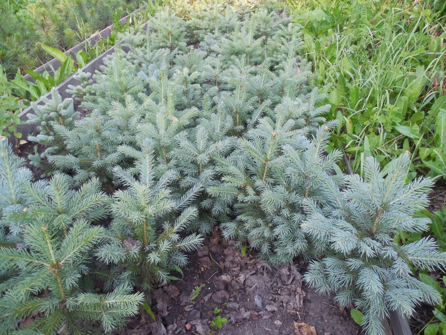 Семена пихты корейской