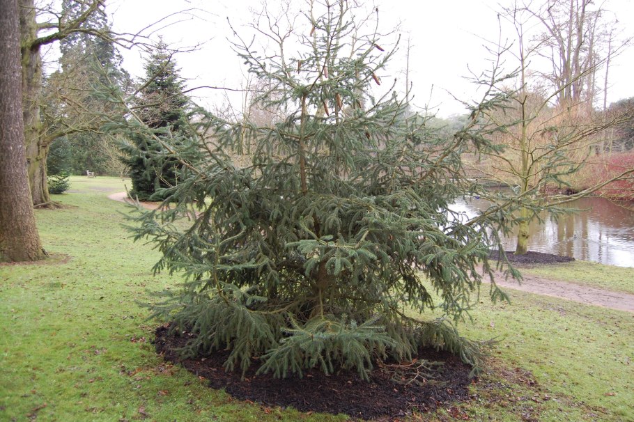 Picea likiangensis balfouriana