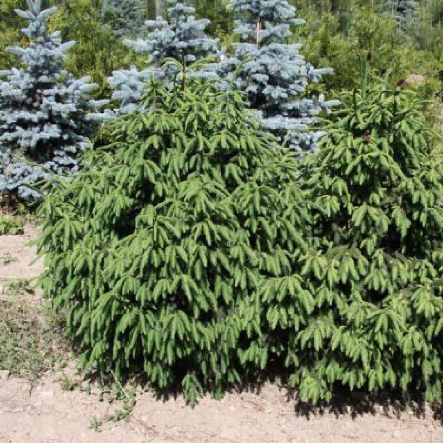 Ель ликиангинская Picea likiangensis