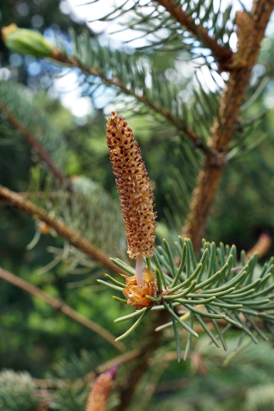 Picea likiangensis
