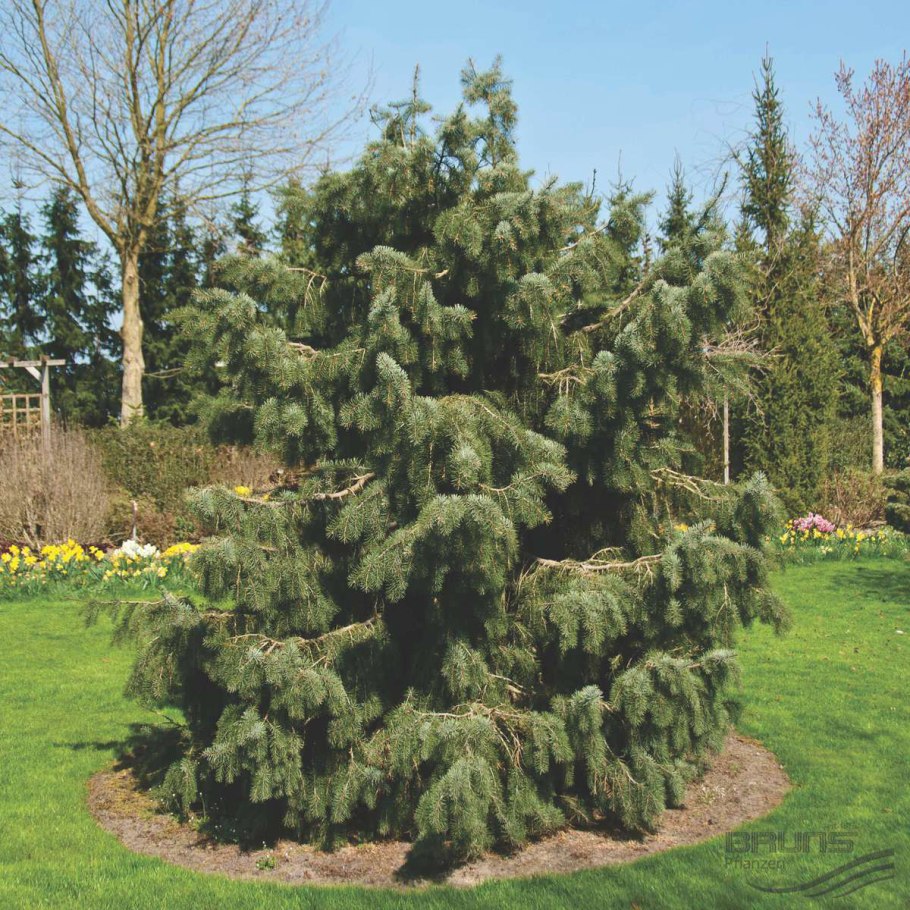 Ель обыкновенная биколор