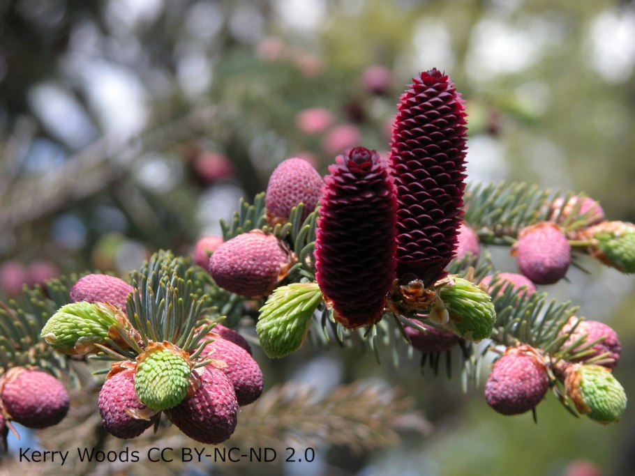 Picea likiangensis balfouriana