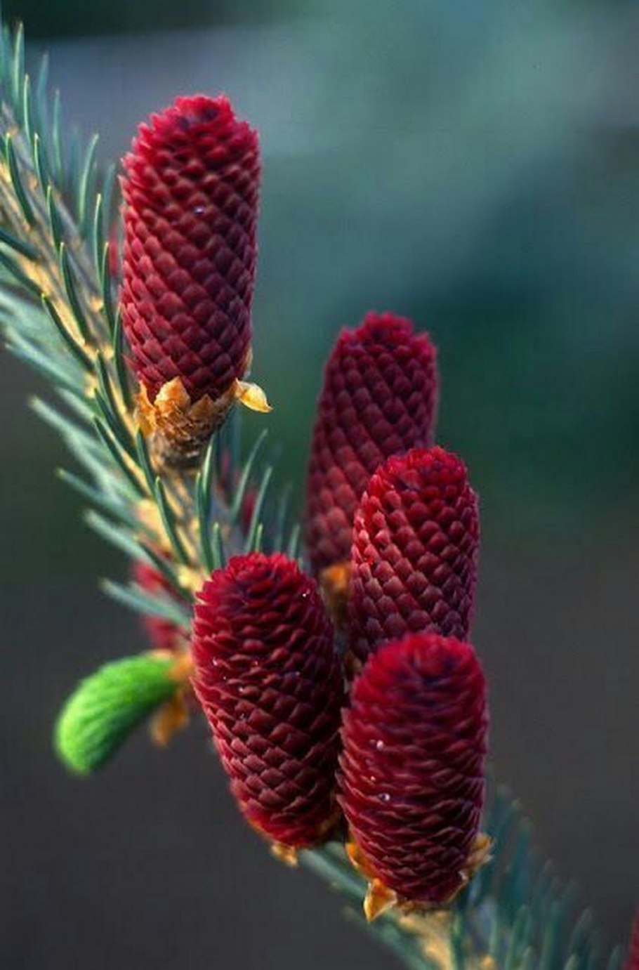 Ель колючая ареал