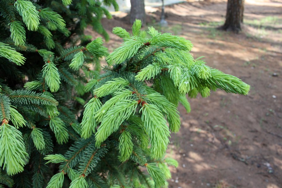Picea likiangensis