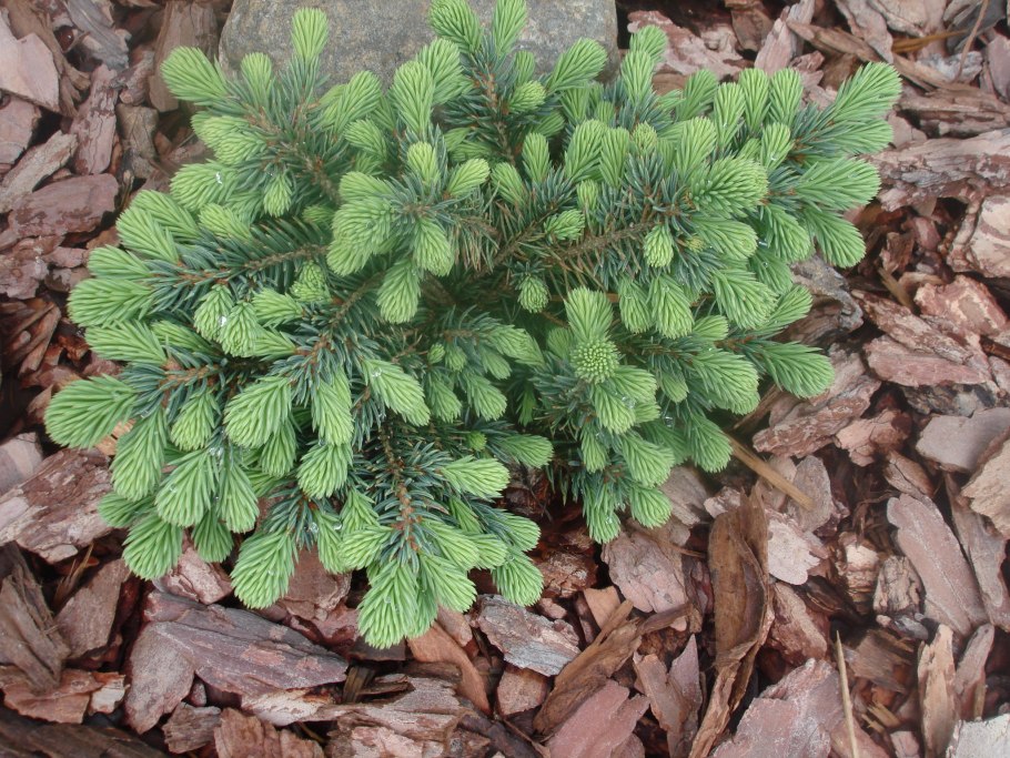 Ель Аянская (Picea jezoensis)