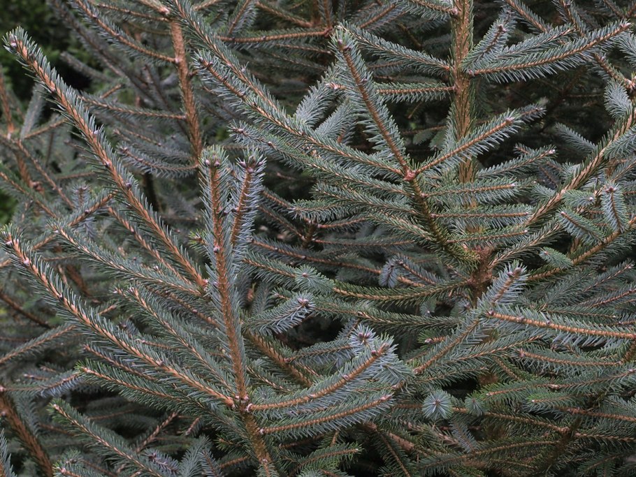 Picea likiangensis