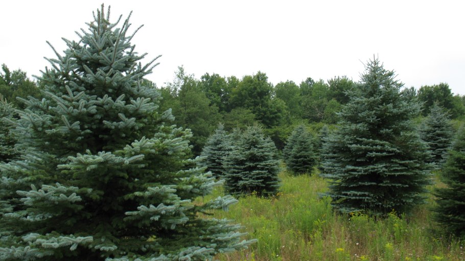 Шишки ель Маджестик Блю