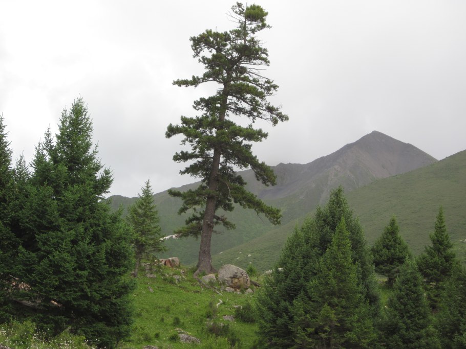 Ель Восточная Белобок