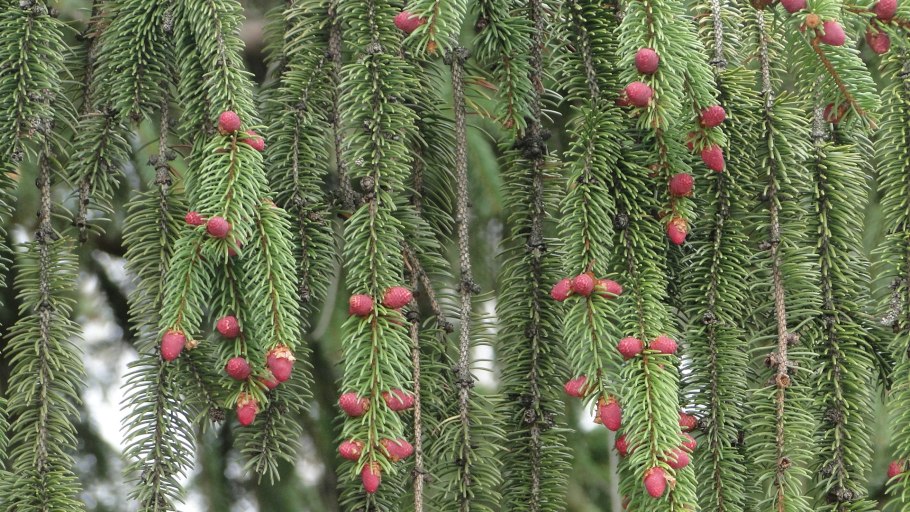 Ель пурпурная - Picea purpurea