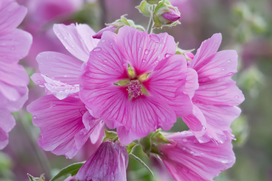 Лаватера прелестница