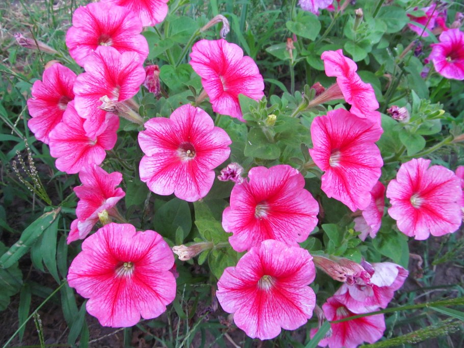 Лаватера розовая Королева