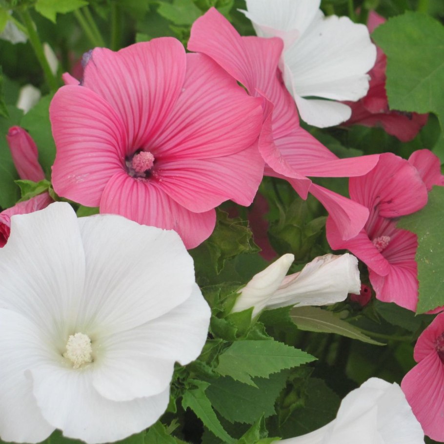 Лаватера монстр