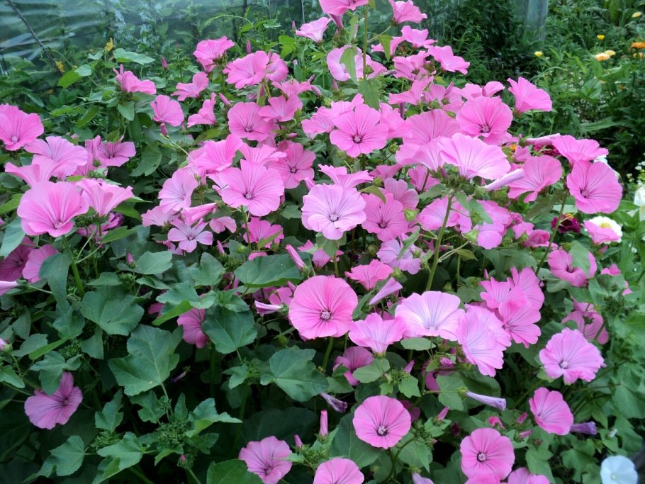 Лаватера листья